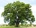 Keeler Oak Tree - distance photo, May 2013