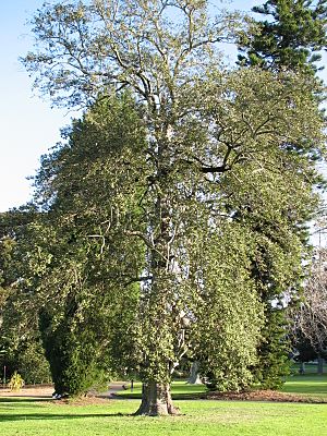 Archivo:Lagunaria patersonia-tree