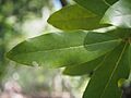 Laurus novocanariensis 04