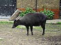 Lowland Anoa