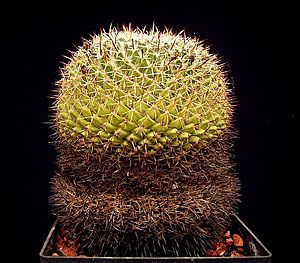 Archivo:Mammillaria wiesingeri ssp apamensis3 ies