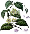 Matelea denticulata - Köhler–s Medizinal-Pflanzen-067