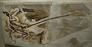 Archivo:Microraptor fossil1