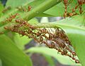 Nest construction by Oecophylla smaragdina workers, Thailand