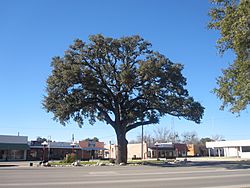 Oak tree in Pleasanton, TX IMG 2618.JPG