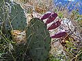 Opuntia macrorhiza