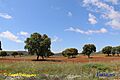 Paisaje 233