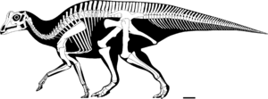 Archivo:Parasaurolophus reconstructed skeleton