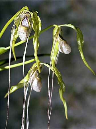 Phragmipedium caudatum Orchi 02