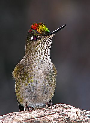 Archivo:Picaflor colibri rubi