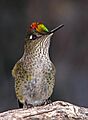 Picaflor colibri rubi
