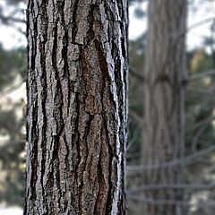 Archivo:Pine bark