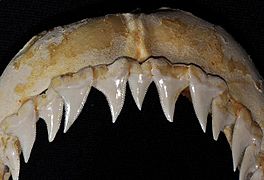 Prionace glauca upper teeth