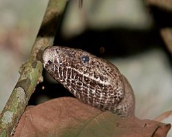 Puerto rican boa.jpg