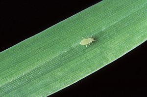 Archivo:Russian wheat aphid
