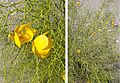 Senna aphylla (8421893584)