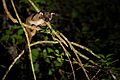 Small-toothed Palm Civet, Arctogalidia trivirgata in Khao Yai national park (20757398043)