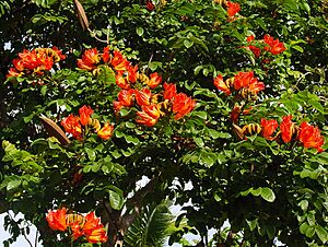Archivo:Spathodea campanulata B