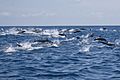 Spinner Dolphin right off the coast of Carrillo