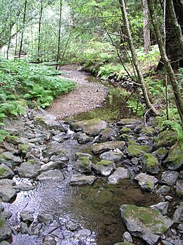 Archivo:Stream in the redwoods