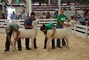 Archivo:Synchronized Sheep Judging