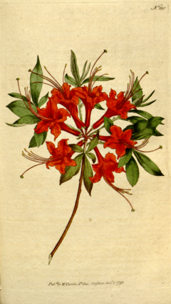 Archivo:The Botanical Magazine, Plate 180 (Volume 5, 1792)