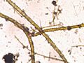 Vaucheria sp thallus branch