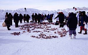 Archivo:Walrus meat 1 1999-04-01