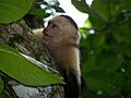 White-faced capuchin monkey 6