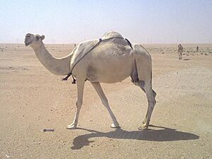 Archivo:White camel kuwait zoom