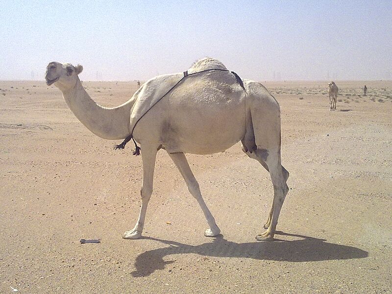 White camel kuwait zoom