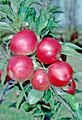 Worcester Pearmain (EMLA) on tree, National Fruit Collection (acc. 1973-192)