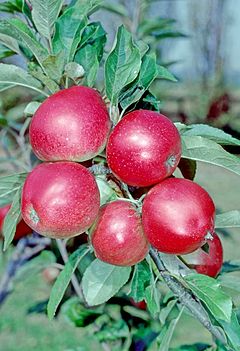 Worcester Pearmain para Niños