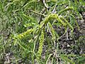Young velvet mesquite catkins
