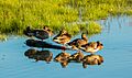 Ánades reales (Anas platyrhynchos), Potter marsh, Alaska, USA, 2017-08-22, DD 140