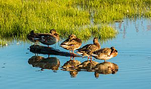 Archivo:Ánades reales (Anas platyrhynchos), Potter marsh, Alaska, USA, 2017-08-22, DD 140