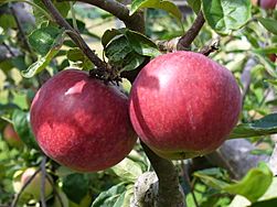 A Fine Pair of apples - geograph.org.uk - 916522.jpg