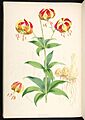 A monograph of the genus Lilium (Plate (29)) BHL287063