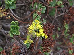 Archivo:Aeonium lindleyi 003 by Scott Zona