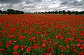 Amapolas en Valdemoro (Comunidad de Madrid) 01