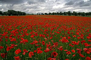 Archivo:Amapolas en Valdemoro (Comunidad de Madrid) 01