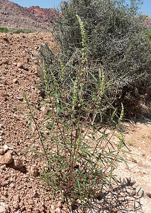 Archivo:Amaranthus fimbriatus 1