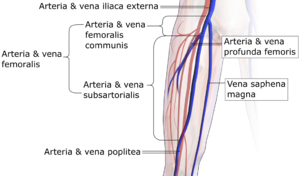 Archivo:Arteria et vena femoralis communis et subsartorialis