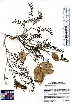 Astragalus douglasii var. douglasii (5946972211).jpg