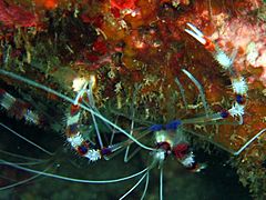 Banded Boxer Shrimp, Pulau Perhentian, Malaysia (4010691997)