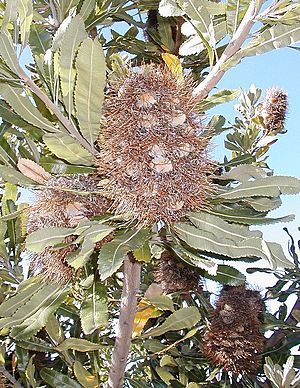 Archivo:Banksia serrata follicles
