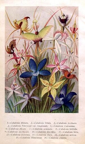 Archivo:Caladenia.PlateI