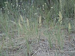 Archivo:Calamagrostis montanensis (6170250759)