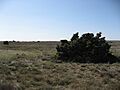 Campo-taranz