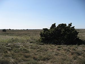 Archivo:Campo-taranz